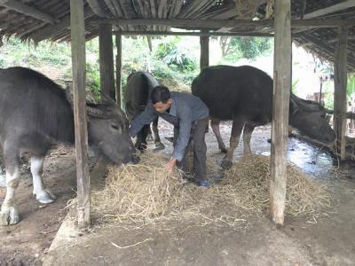 Chủ động dự trữ thức ăn cho gia súc trong mùa đông