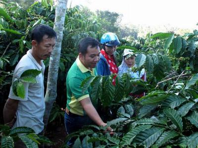 Phân bón Phú Mỹ giúp cà phê, hồ tiêu Gia Lai sinh trưởng tốt, năng suất cao