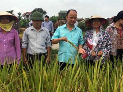 Hỗ trợ nông dân thâm canh lúa với phân bón Tiến Nông