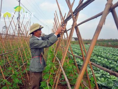 Rau an toàn vẫn chưa rộng đường vào siêu thị