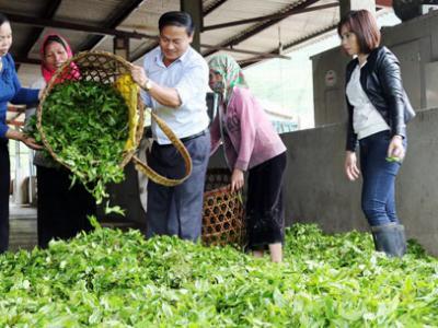 Bón phân hợp lý, cây chè đạt năng suất, chất lượng cao