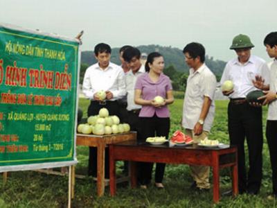 Trồng dưa lê thơm, cải thiện cuộc sống