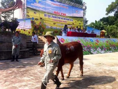 Bò mẹ, bê con cùng lên... sân khấu trình diễn