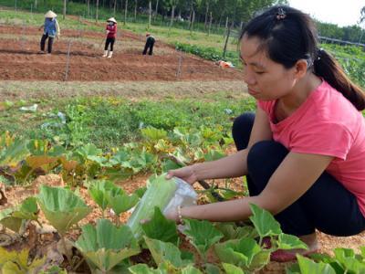 Tưởng bị ma nhập vì bỏ học tiến sĩ ở nước ngoài, về quê trồng rau