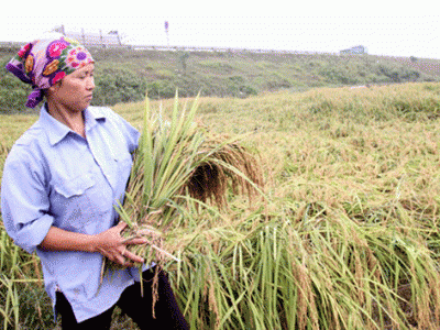 Phục tráng thành công giống lúa nếp cái hoa vàng