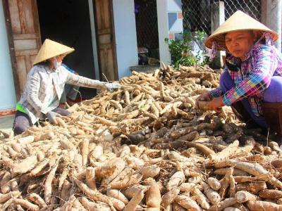 Sắn giảm giá mạnh còn 800 đồng/kg, nông dân thua lỗ