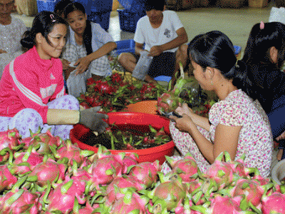 Chính thức vào thị trường Trung Quốc: Thanh long bớt lo dội chợ!