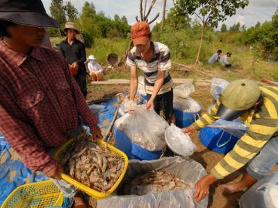 Vực dậy ngành tôm