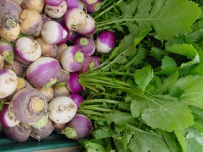 Growing Turnips – Swedes and Turnips