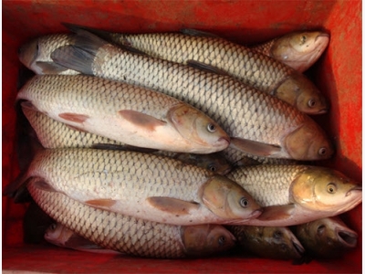 Weighing the risks of farming non-native fish species in India