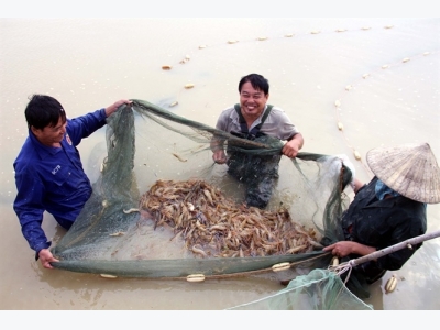 Con tôm 'ôm' cây lúa, một vốn bốn lời