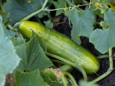 Growing Cucumbers and Gherkins in the Vegetable Garden