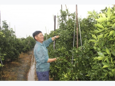 Độc chiêu trị sâu bệnh cho cam: Dùng chanh đào ngâm mật ong 6 tháng