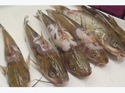 Auburn develops vaccine to fight costly catfish disease