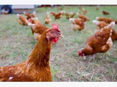 New EU rules on free-range chickens came into force