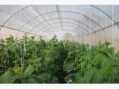 Growing crops in greenhouses to promote sustainability