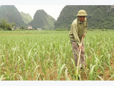 Sugar industry tasted the bitter of ATIGA