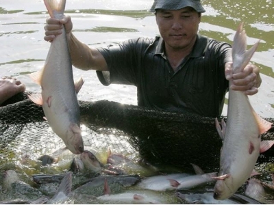 Pangasius, vegetable prices highly hike in Mekong Delta