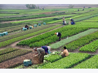 Vietnam, Brazil boast potential of agricultural, tourism cooperation