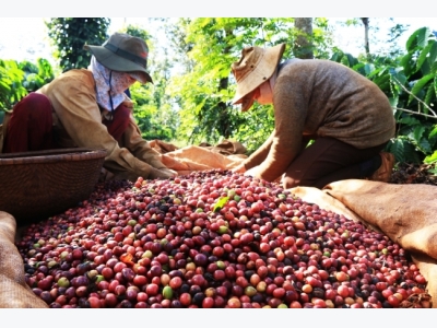 High-quality coffee project gets fresh investment
