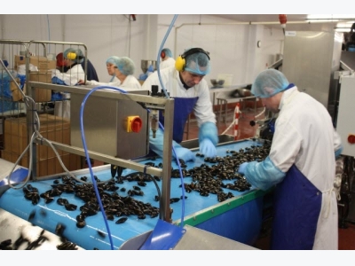 Shellfish sector must increase mussel mass