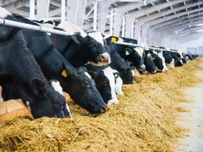 Optimal ruminant performance during exposure to mycotoxins