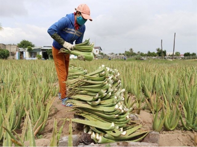 Ninh Thuan farmers strike it rich with aloe vera