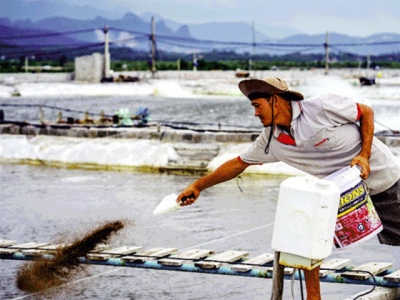 Quản lý cho ăn một cách khoa học