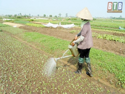 Giàu từ rau màu