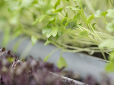 How to sow salad seeds in guttering