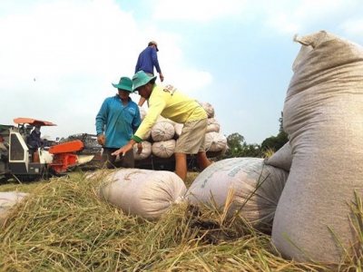 Thai policy on rice subsidy is double-edged sword for Vietnam