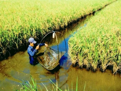 Lưu ý nuôi tôm trong ruộng lúa