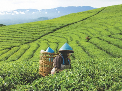 China to establish joint tea brand with Vietnam