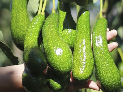 Việt Nam trying to get US export licence for avocados