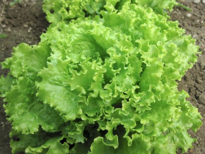 How to deal with big-vein virus and tipburn in lettuce