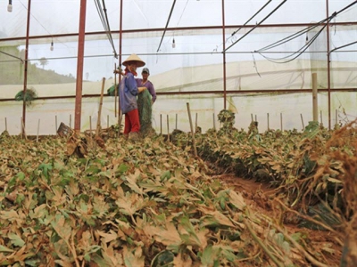 Problematic: Experts call for regulation of Đà Lạts greenhouses
