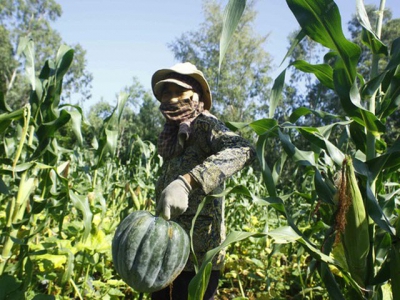 Farmers enjoy bumper pumpkin harvest but low price