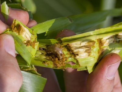 Japan: Support payments for farmers seeking feed substitutes for pest damaged corn silage