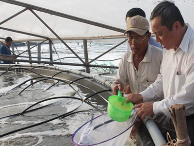 Shrimp breeders expand production, seek to join global supply chains