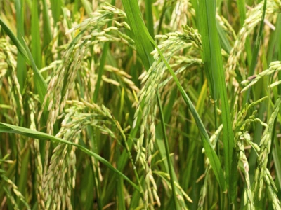 Rice export volume up but value falls