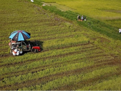 Land policies restrain Vietnams agricultural development
