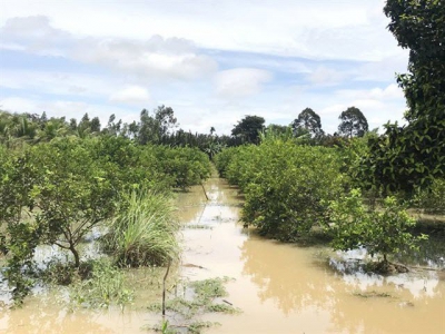 Lưu ý canh tác cây ăn trái mùa mưa lũ