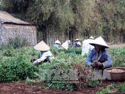 Trà Vinh expands organic peanut farms