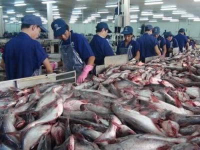 Many pangasius households shift to catfish and snakehead fish farming after suffering from