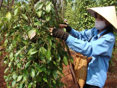 Achieving target of pepper export of US$ 800 million will bedifficult