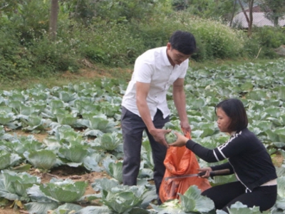 Trồng rau sạch trái vụ tại Tuyên Quang