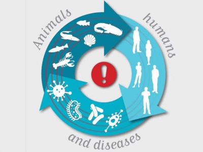 Bệnh tật ở động vật sống dưới nước và sức khỏe con người