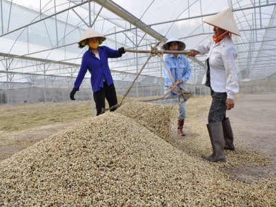 Vietnam seeks more robust coffee exports to Nordic countries