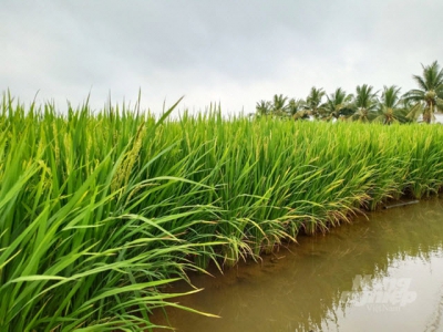 Smart rice farming model-a solution for saline land in Mekong Delta