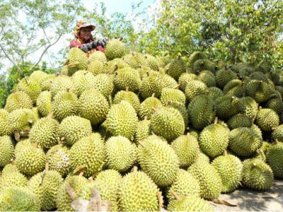 Cold storage planning needed for large fruit area